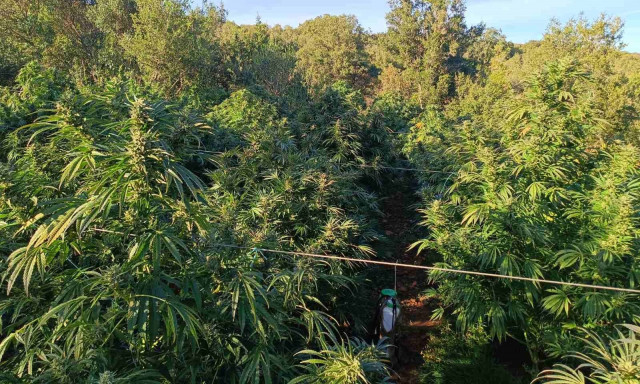 Αρκαδία: Αλλοδαπός καλλιεργούσε... 35 στρέμματα με δενδρύλλια κάνναβης