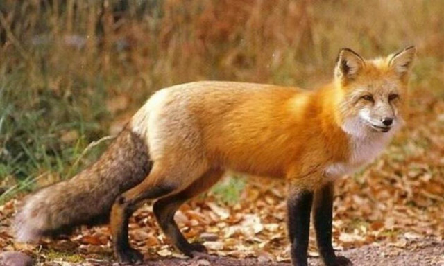 Πύργος: Κρέμασαν αλεπού σε περίφραξη - Σκληρές εικόνες