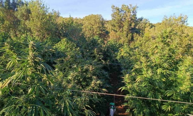 Πώς έφτασε η αστυνομία στη γιγαντιαία χασισοφυτεία στην Αρκαδία: «Ήταν ολόκληρη πλαγιά»