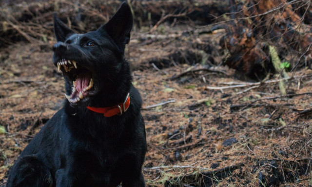 Θεσσαλονίκη: Σκύλος επιτέθηκε και δάγκωσε δύο παιδιά – Συνελήφθη η ιδιοκτήτρια