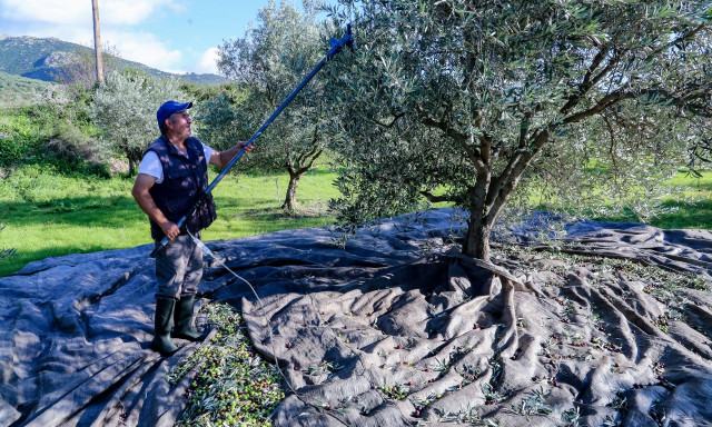 Κρήτη: Αργεί η προκαταβολή της επιδότησης στους αγρότες, λόγω του… μπάχαλου στον ΟΠΕΚΕΠΕ