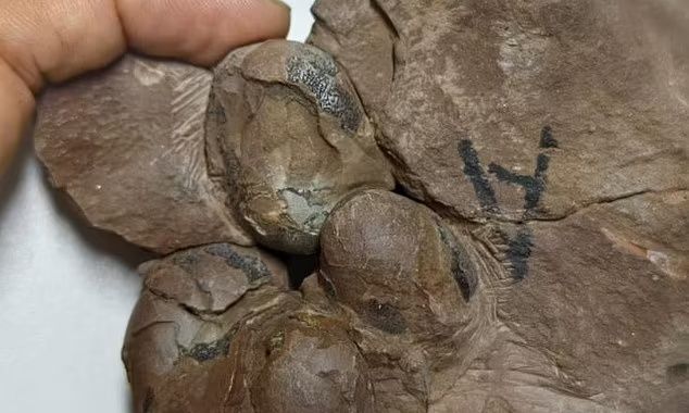 Δεινόσαυροι: Ανακαλύφθηκε νέο είδος - Τα μίνι αυγά ηλικίας 80 εκατομμυρίων ετών