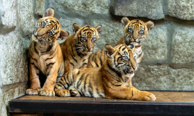 Πολωνία: Τέσσερα τιγράκια Σουμάτρας γεννήθηκαν σε ζωολογικό κήπο - Κινδυνεύουν με εξαφάνιση