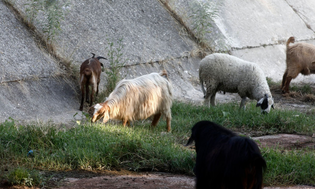 Άνδρος: Εμφανίστηκε κρούσμα ευλογιάς στο νησί - Θανατώνονται τα ζώα της εκτροφής