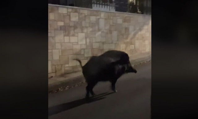 Θεσσαλονίκη: Πήγε να παρκάρει και βρέθηκε μπροστά σε ένα... αγριογούρουνο - Δείτε βίντεο