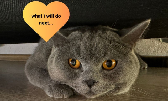 Ο πρώτος... influencer γάτος στην Ελλάδα είναι απο τη Νεάπολη