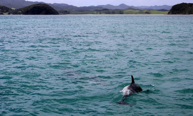 Λάρισα: Δελφίνια δίνουν απίστευτη παράσταση στον Αγιόκαμπο