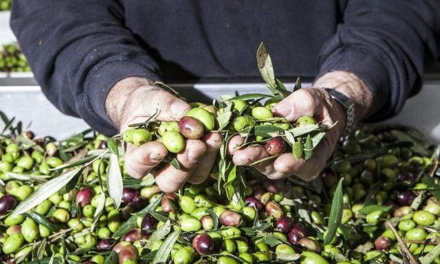 Μεσσηνία: Κοιμάται μέσα στο ελαιοτριβείο του για να μην τον κλέψουν
