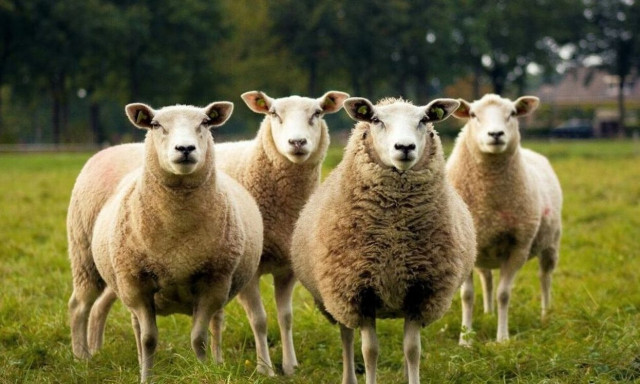 Ναυπακτία: Συναγερμός για νέο κρούσμα ευλογιάς προβάτων - Σε ετοιμότητα οι αρχές