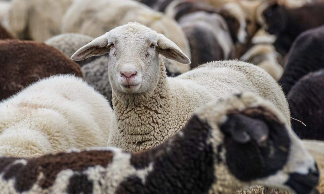 Κρήτη: Εντόπισαν με drone κλεμμένο κοπάδι