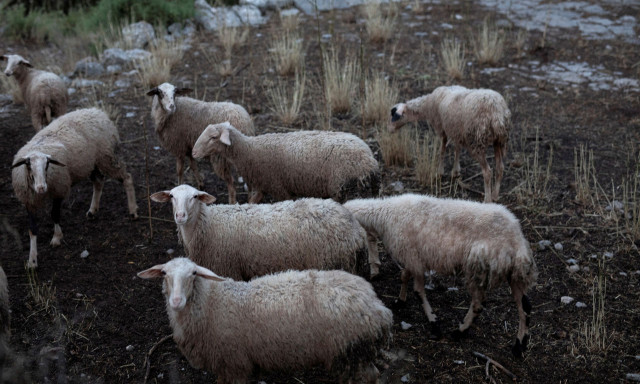 Ξεκίνησαν οι πληρωμές αποζημιώσεων στους κτηνοτρόφους για πανώλη και ευλογιά
