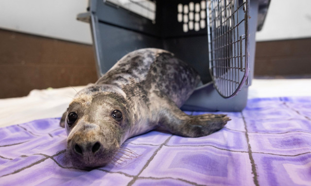 Αγγλία: Μια φώκια διασώθηκε και ταξίδεψε με ιδιωτικό τζετ σε θέση... VIP