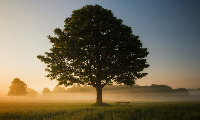 SOS για τεράστιο αριθμό δέντρων παγκοσμίως: Γιατί κινδυνεύουν με εξαφάνιση