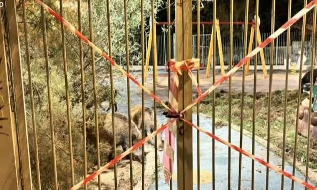Θεσσαλονίκη: Αγριογούρουνα «εισέβαλλαν» σε παιδική χαρά στα Πεύκα