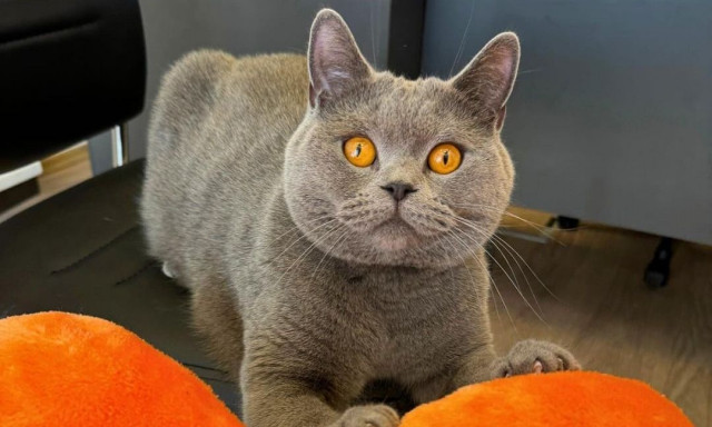 Σίμπα: Ο Θεσσαλονικιός influencer γάτος που έχει γίνει viral στα social media