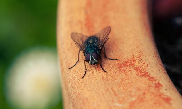 Το αλκοόλ δεν είναι μόνο... «ανθρώπινο προνόμιο»: Υπάρχει παντού στη φύση, το καταναλώνουν ζώα