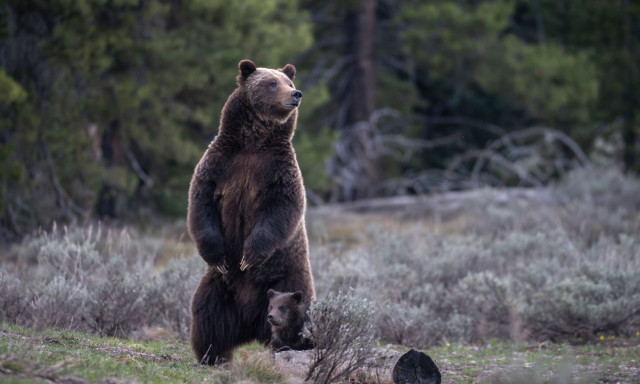 Αλάσκα: Αρκούδα κατασπάραξε κυνηγό ελαφιών