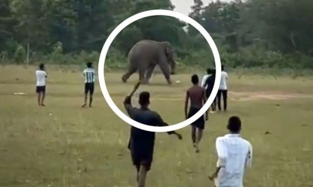 Ελέφαντας δωδέκατος παίκτης σε ποδοσφαιρικό αγώνα