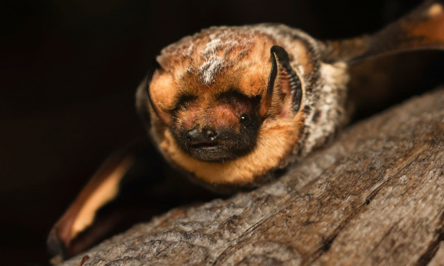 ΗΠΑ: Νυχτερίδα που την λένε «Hoary Potter» κέρδισε διαγωνισμό ομορφιάς