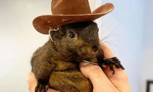 HΠΑ: Στα χέρια των αρχών της Νέας Υόρκης ο σκίουρος «σταρ» του Instagram - Η περιπέτεια του «Peanut»