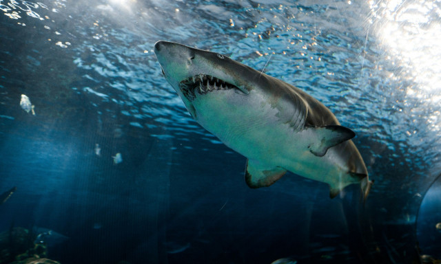 ΗΠΑ: Απίστευτο - Καρχαρίας δάγκωσε σέρφερ στην ίδια παραλία με διαφορά 11 ετών