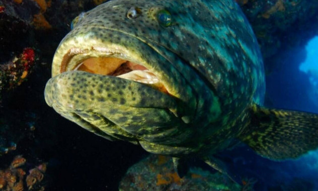 Ψάρια πεθαίνουν μαζικά και ξεβράζονται σε Κρήτη και Κυκλάδες