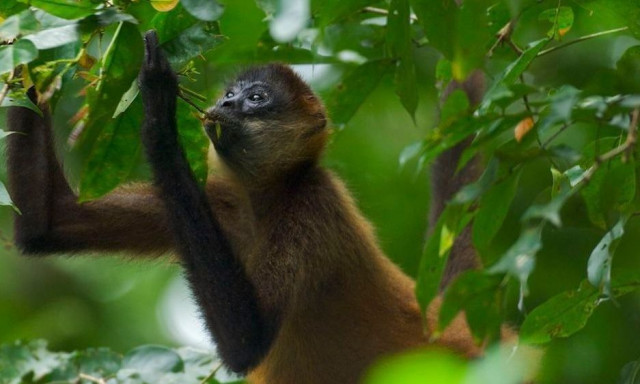 Έρευνα: Όταν τα ζώα της ζούγκλας … το τσούζουν
