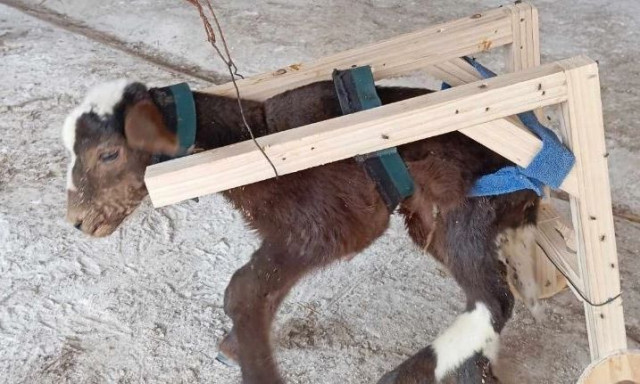 Κρήτη: Κρατούμενοι στις φυλακές έφτιαξαν ειδικό «καροτσάκι» για ένα ανάπηρο αρνάκι