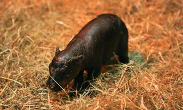 Εδιμβούργο: Γεννήθηκε σπάνιο είδος ιπποπόταμου - «Ήδη έχει αρχίσει να ξεχωρίζει»
