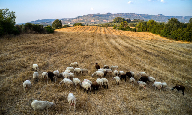 ΟΠΕΚΕΠΕ: Συνεχίζεται η απογραφή των αιγοπροβάτων για ενταγμένους στη βιολογική κτηνοτροφία