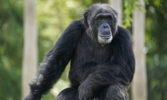 Το πιο αποκρουστικό πείραμα στην Ιστορία Η διασταύρωση ανθρώπου με χιμπαντζή και η απόφαση