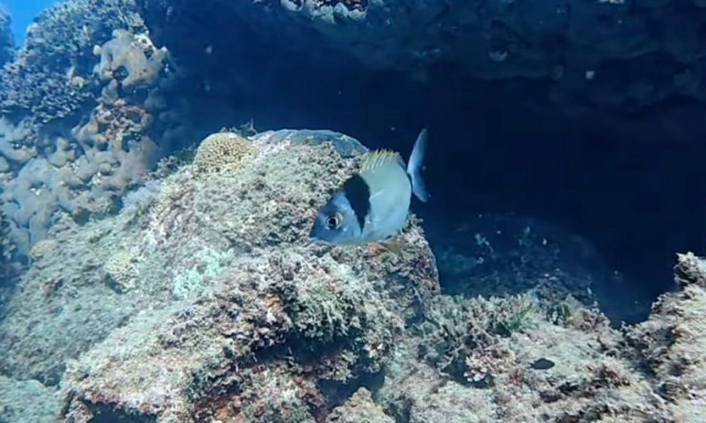 Λάρισα: Αυτά είναι τα μυστικά του βυθού του Ρακοπόταμου – Βουτιά στα βαθιά μέσα στο Νοέμβριο