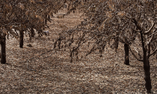 Ηλεία: Νεαρός από το Νεπάλ βρέθηκε απαγχονισμένος σε χωράφι