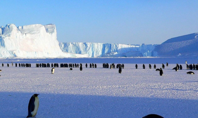 Αυτοκρατορικός πιγκουίνος ταξίδεψε από την Ανταρκτική στην Αυστραλία - Μπέρδεψε την άμμο με... χιόνι