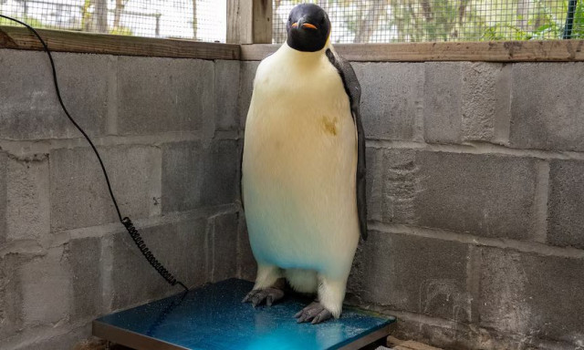 Αυστραλία: Ο διάσημος αυτοκρατορικός πιγκουίνος αναρρώνει μετά από επικό ταξίδι από την Ανταρκτική