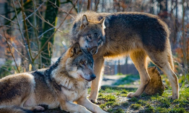 Λύκοι εντοπίστηκαν κοντά στο μοναστήρι Κουφαλίων – Συναγερμός για τους κατοίκους