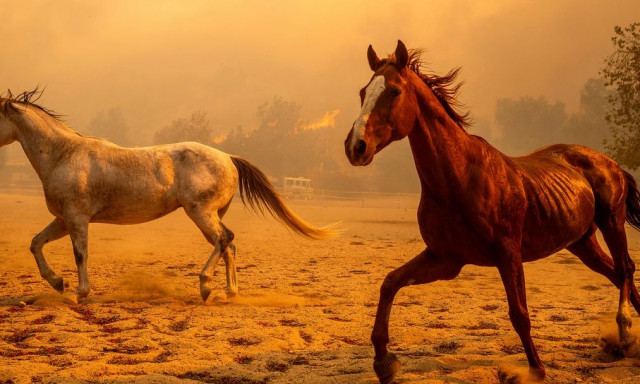 Βιβλική καταστροφή από τις φωτιές στην Καλιφόρνια - Σπίτια στις φλόγες, τραυματίες και μπλακ άουτ