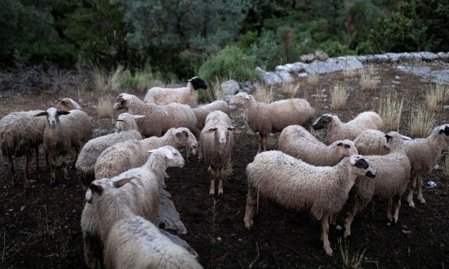 Ευλογιά προβάτων: Συναγερμός μετά την επιβεβαίωση νέων κρουσμάτων - Ποιες περιφέρειες αφορά