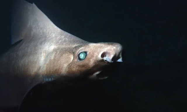 Τρόμος στη Μεσόγειο: Ανακαλύφθηκε νέο είδος καρχαρία στα νερά της Αλβανίας - Η σπάνια ιδιότητά του