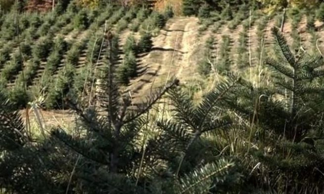 Λειψυδρία: «Ξεράθηκαν» τα έλατα των Χριστουγέννων