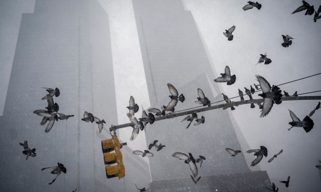 ΗΠΑ: Παγίδες θανάτου για τα πουλιά οι γυάλινοι ουρανοξύστες της Νέας Υόρκης