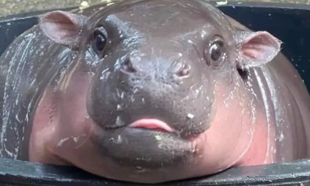 O λόγος που οι άνθρωποι τρελαίνονται για χαριτωμένα μωρά ζωάκια