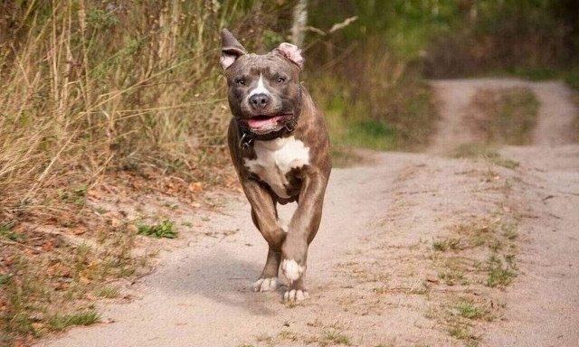 Τραγωδία στο Ηράκλειο: Οι «χαρές» του σκύλου αποδείχθηκαν μοιραίες - Νεκρή μία γυναίκα