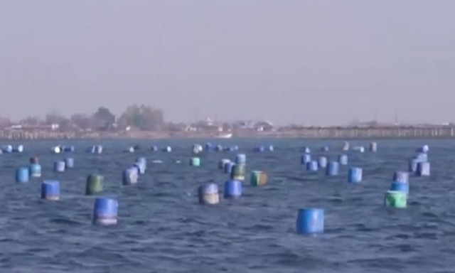 Σε αφανισμό τα μύδια του Θερμαϊκού από τις υψηλές θερμοκρασίες