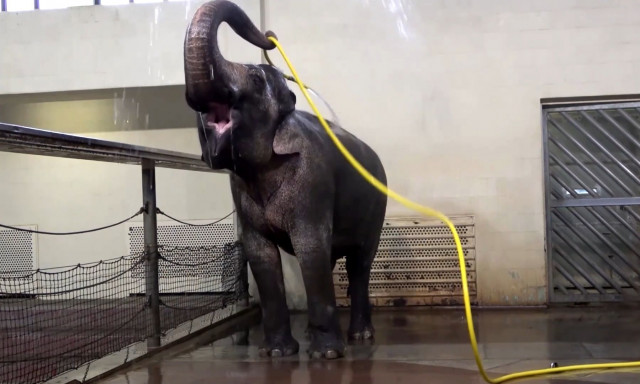 Ελέφαντας κάνει μπάνιο χρησιμοποιώντας λάστιχο ποτίσματος - Ξετρέλανε τους επιστήμονες