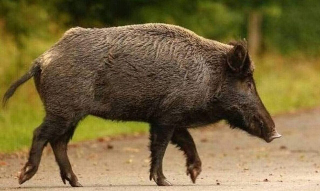 Νέος Βουτζάς: Τα αγριογούρουνα κατέβηκαν σχεδόν μέχρι τη Λεωφόρο Μαραθώνος