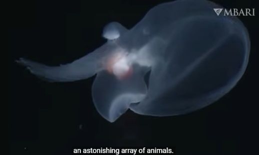 Ένα νέο «δόλιο» πλάσμα στα βάθη της θάλασσας έκρυψε την ταυτότητά του από τους επιστήμονες