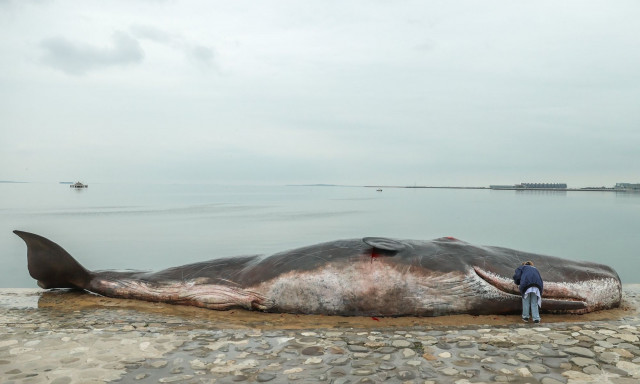 Γιατί χιλιάδες συγκεντρώνονται γύρω από μια «νεκρή φάλαινα» στη μεγαλύτερη λίμνη του κόσμου