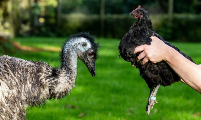 Αγγλία: Ορφανό μωρό εμού υιοθετήθηκε και ανατράφηκε από κότα