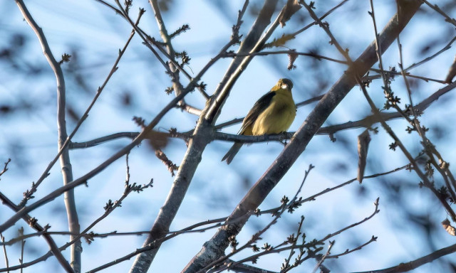 Αγγλία: Εκατοντάδες μαζεύτηκαν να δουν σπάνιο πουλί από τις ΗΠΑ - Βγήκε εκτός πορείας από τον τυφώνα